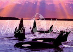 Alaska
